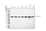 APOBEC3G Antibody in Western Blot (WB)