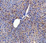 ApoC3 Polyclonal Antibody