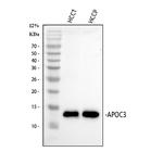 ApoC3 Antibody in Western Blot (WB)