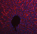 APOE Antibody in Immunohistochemistry (Paraffin) (IHC (P))