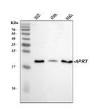 APRT Antibody in Western Blot (WB)