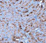 Aquaporin 1 Antibody in Immunohistochemistry (Paraffin) (IHC (P))