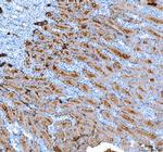 Aquaporin 1 Antibody in Immunohistochemistry (Paraffin) (IHC (P))