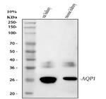Aquaporin 1 Antibody in Western Blot (WB)