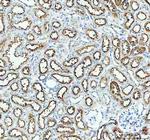 Aquaporin 1 Antibody in Immunohistochemistry (Paraffin) (IHC (P))