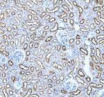Aquaporin 1 Antibody in Immunohistochemistry (Paraffin) (IHC (P))