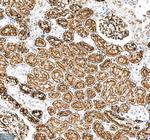 Aquaporin 1 Antibody in Immunohistochemistry (Paraffin) (IHC (P))
