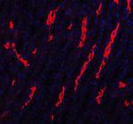 Aquaporin 1 Polyclonal Antibody