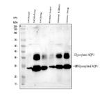 Aquaporin 1 Antibody in Western Blot (WB)