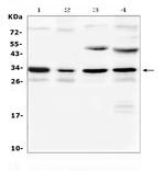 Aquaporin 3 Polyclonal Antibody