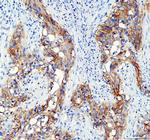 Aquaporin 3 Antibody in Immunohistochemistry (Paraffin) (IHC (P))
