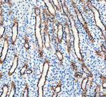Aquaporin 3 Antibody in Immunohistochemistry (Paraffin) (IHC (P))