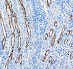 Aquaporin 3 Antibody in Immunohistochemistry (Paraffin) (IHC (P))