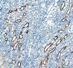 Aquaporin 3 Antibody in Immunohistochemistry (Paraffin) (IHC (P))