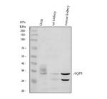 Aquaporin 3 Antibody in Western Blot (WB)
