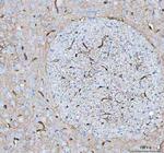 Aquaporin 4 Antibody in Immunohistochemistry (Paraffin) (IHC (P))