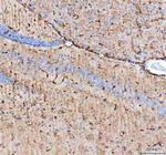 Aquaporin 4 Antibody in Immunohistochemistry (Paraffin) (IHC (P))