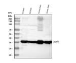 Aquaporin 4 Antibody in Western Blot (WB)