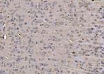 ARFGAP1 Antibody in Immunohistochemistry (Paraffin) (IHC (P))