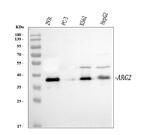 Arginase 2 Antibody in Western Blot (WB)