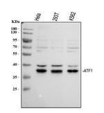 ATF1 Antibody in Western Blot (WB)