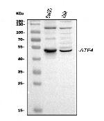 ATF4 Antibody in Western Blot (WB)
