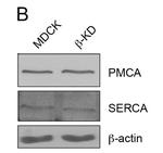 SERCA2 ATPase Antibody in Western Blot (WB)
