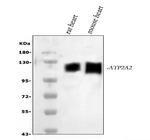 SERCA2 ATPase Antibody in Western Blot (WB)