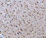 Ataxin 2 Antibody in Immunohistochemistry (Paraffin) (IHC (P))