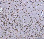 Ataxin 2 Antibody in Immunohistochemistry (Paraffin) (IHC (P))