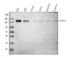 Ataxin 2 Antibody in Western Blot (WB)