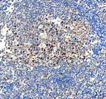 BAG1 Antibody in Immunohistochemistry (Paraffin) (IHC (P))