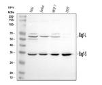 BAG1 Antibody in Western Blot (WB)
