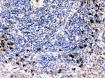 BCAR3 Antibody in Immunohistochemistry (Paraffin) (IHC (P))