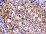 BCAR3 Antibody in Immunohistochemistry (Paraffin) (IHC (P))