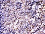 BCAR3 Polyclonal Antibody