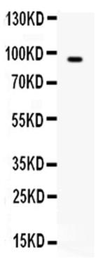 BCAR3 Antibody in Western Blot (WB)
