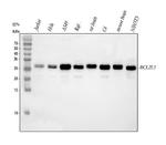 BCL-XL Polyclonal Antibody