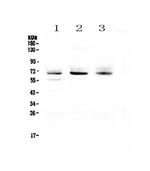 Bestrophin 1 Polyclonal Antibody