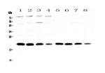 BNIP3 Polyclonal Antibody