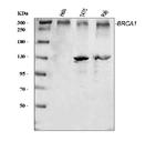 BRCA1 Antibody in Western Blot (WB)