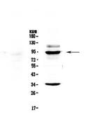 BRD7 Antibody in Western Blot (WB)