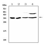 BRMS1 Polyclonal Antibody