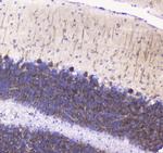 betacellulin Polyclonal Antibody