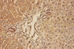 Complement C5a Antibody in Immunohistochemistry (Paraffin) (IHC (P))