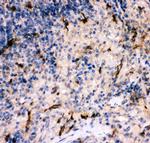 Complement C5a Polyclonal Antibody