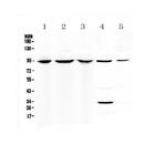 C7 Polyclonal Antibody