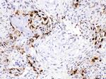 Carbonic Anhydrase III Antibody in Immunohistochemistry (Paraffin) (IHC (P))