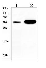Carbonic Anhydrase IV Polyclonal Antibody