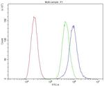 CaV1.3 Antibody in Flow Cytometry (Flow)